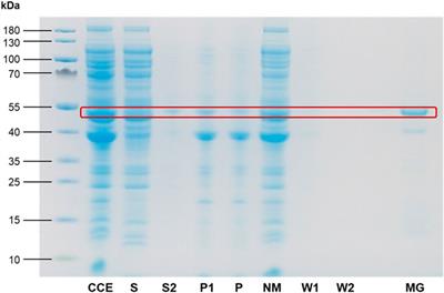 Magnetic protein aggregates generated by supramolecular assembly of ferritin cages - a modular strategy for the immobilization of enzymes